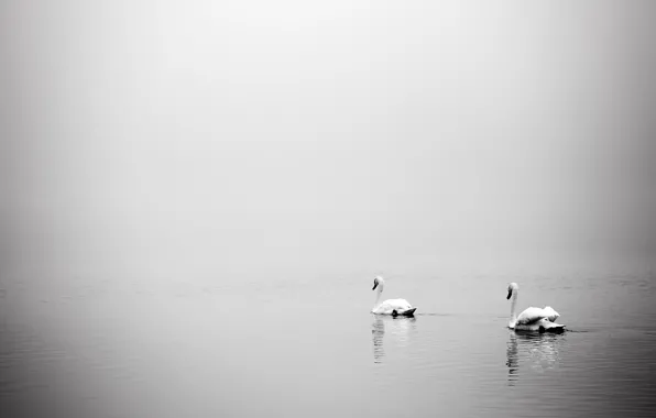 Картинка птицы, туман, озеро, лебеди