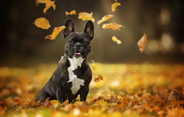Картинка осень, взгляд, листья, портрет, собака, боке, Французский бульдог