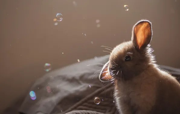 Картинка bubbles, animal, fur, ears, Rabbit, muzzle, rabbit ears