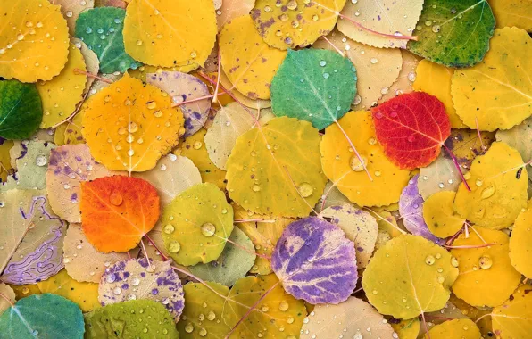 Картинка осень, цвета, макро, листва, тополь