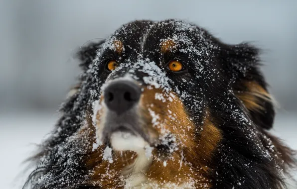 Картинка зима, глаза, снег, собака, фокус, шерсть, нос
