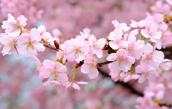 Картинка ветки, вишня, розовый, весна, сакура