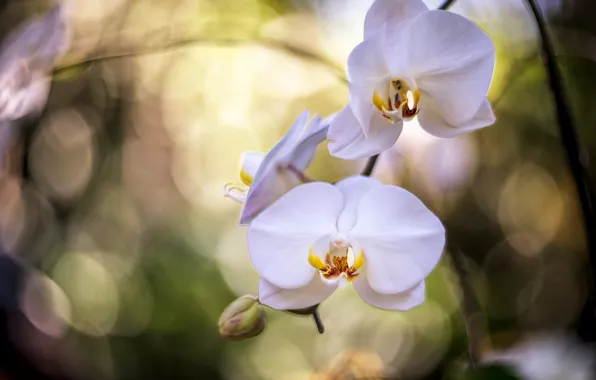Картинка экзотика, орхидея, боке