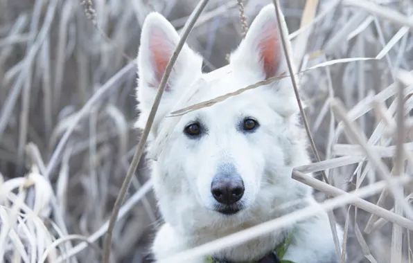 Картинка трава, взгляд, морда, собака, Белая швейцарская овчарка