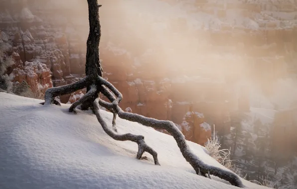 Картинка зима, лес, снег, дерево