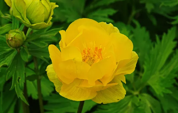 Картинка Macro, Желтый цветок, Yellow flower