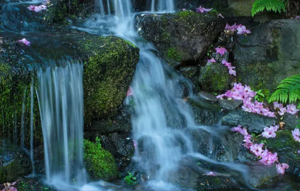 Картинка вода, цветы, камни, поток