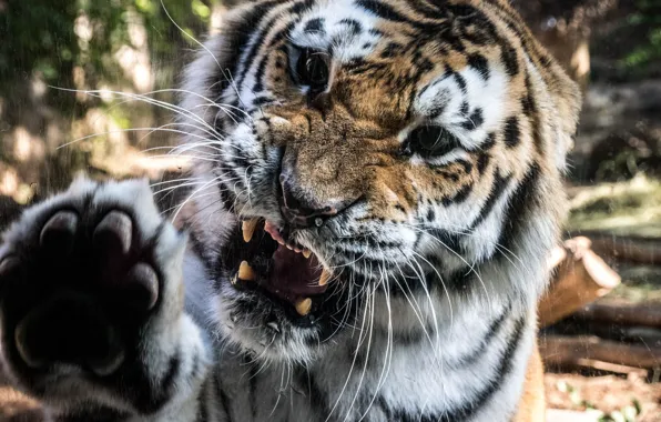 Картинка тигр, лапа, агрессия