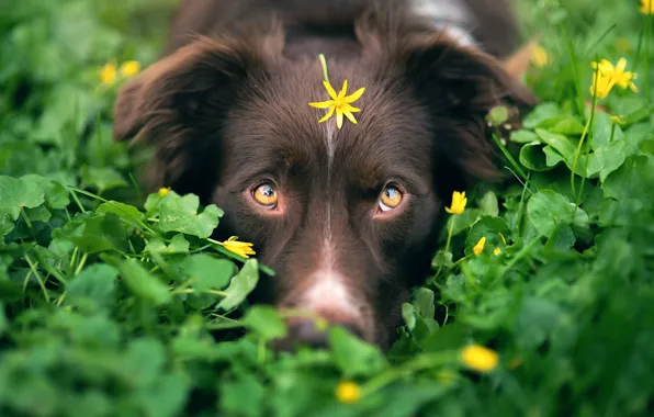 Картинка зелень, собака, цветочек, camouflage