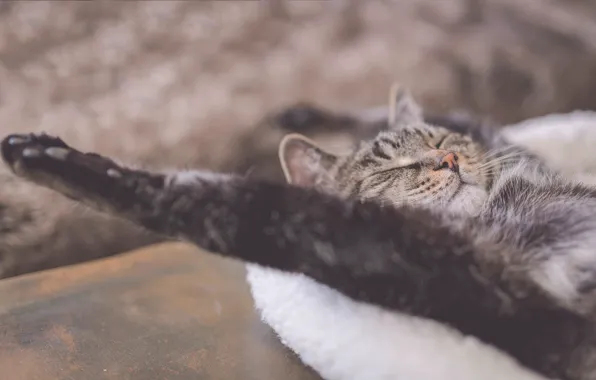 Картинка кошка, отдых, релакс, лапа, сон, расслабон, спящий кот