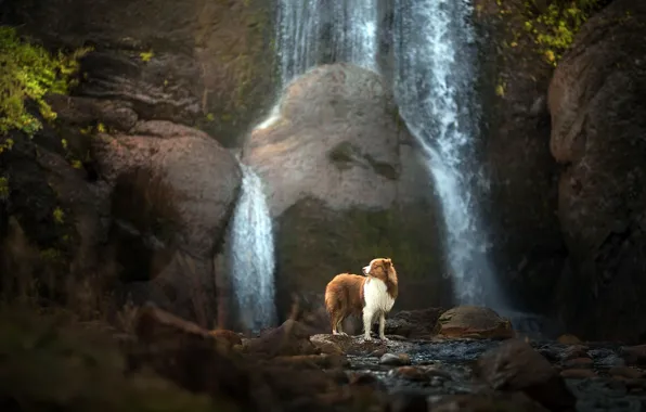 Картинка друг, водопад, собака