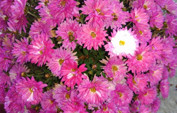 Картинка осень, цветы, хризантемы, Meduzanol ©