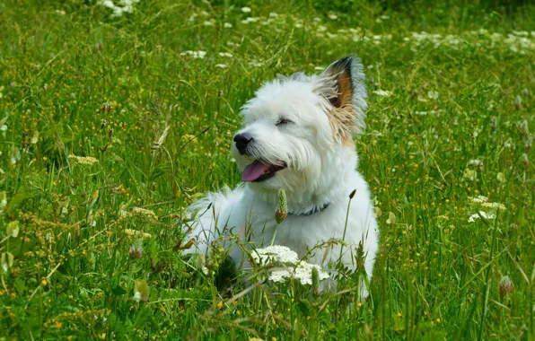 Картинка трава, Собачка, grass, Dog, Вест-хайленд-уайт-терьер