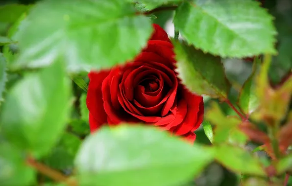 Картинка Red rose, Красная роза, Зелёные листья, Green leaves