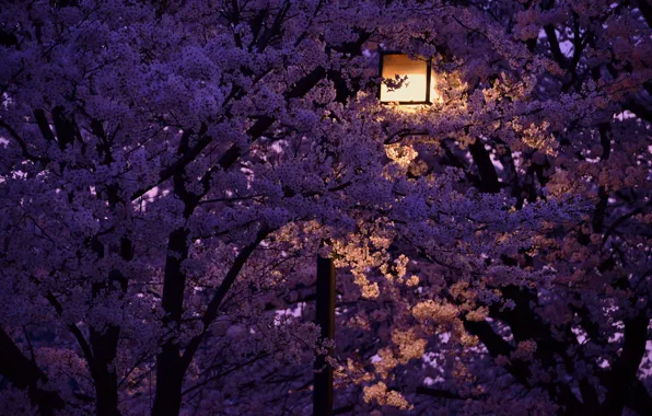 Картинка ночь, фонарь, Japan, цветущая вишня