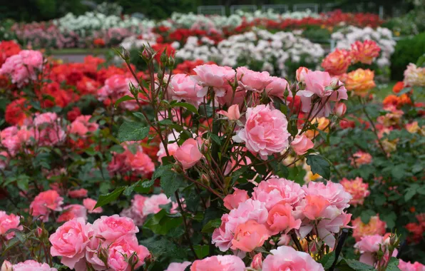 Картинка парк, розы, сад, бутоны, кусты, розовые кусты