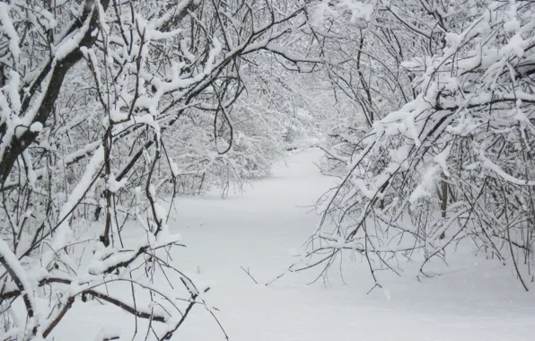 Картинка Зима, Снег, Лес, Тропа, Мороз, Winter, Frost, Snow, Forest, Path