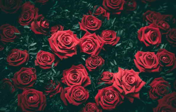 Картинка цветы, куст, розы, красные, бутоны