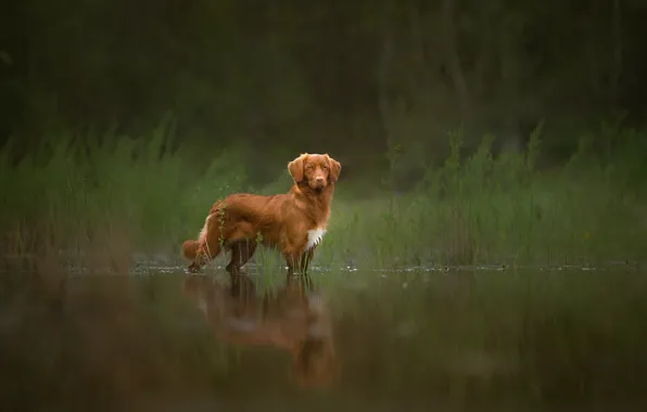 Картинка отражение, рыжий, пёс, Spring Memories