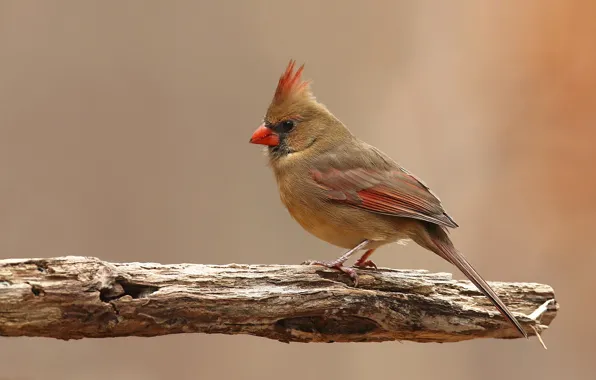 Картинка птицы, красный кардинал, виргинский кардинал