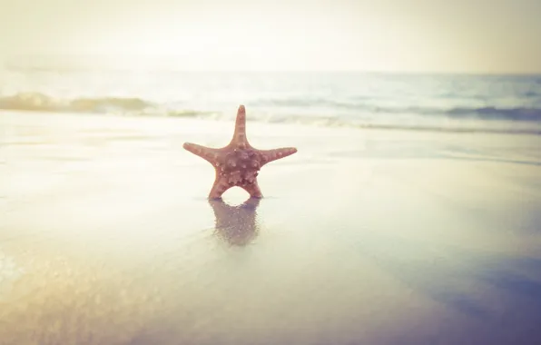 Картинка песок, море, пляж, звезда, summer, beach, sea, sand, starfish