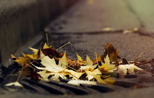 Картинка дорога, осень, листья