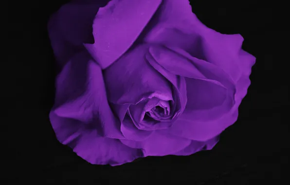 Картинка цветок, фиолетовый, роза, красивая, beautiful, purple