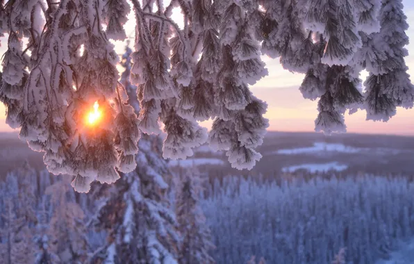 Картинка зима, солнце, снег, деревья, ветки, природа, сосна, Hannu Koskela