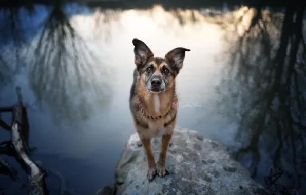 Картинка взгляд, река, собака