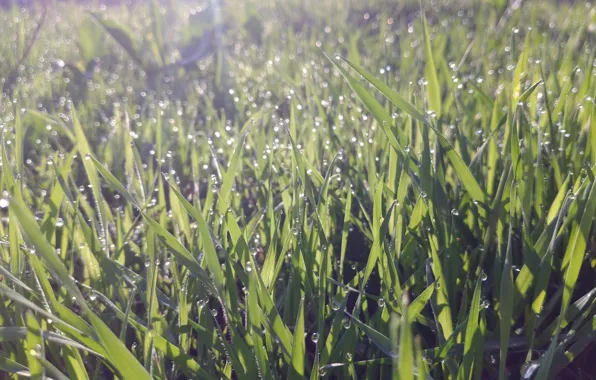 Картинка трава, капли, роса, блики, утро, апрель, весна 2018, meduzanol ©