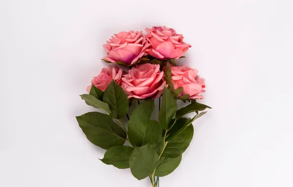 Картинка розы, букет, розовые, бутоны, pink, leaves, roses