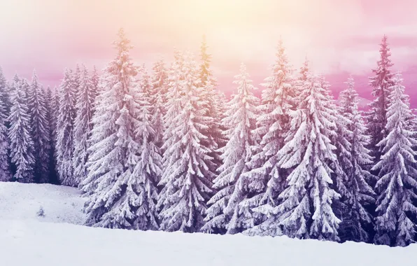 Картинка холод, зима, снег, природа, елки, красота