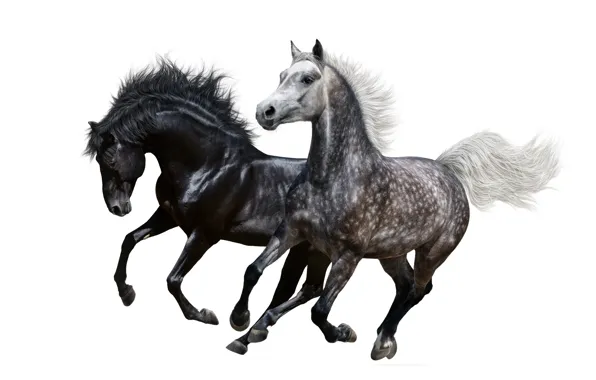 Картинка кони, лошади, бег, пара, белый фон