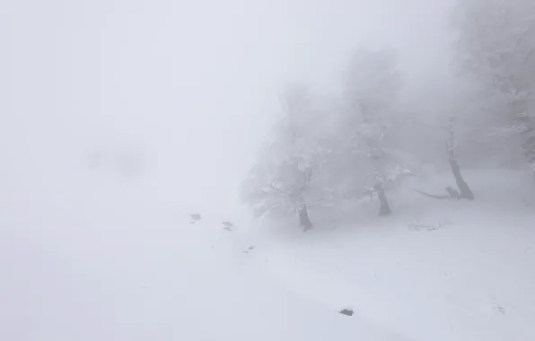 Картинка снег, природа, туман