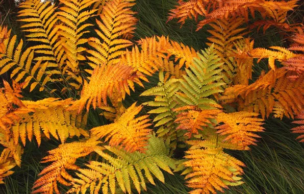 Картинка осень, листья, растение, Канада, Ньюфаундленд