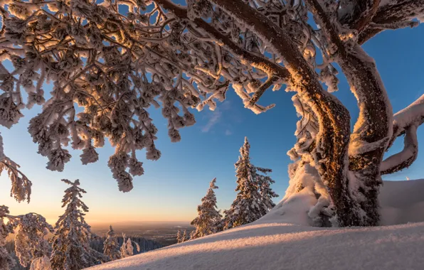 Картинка зима, снег, деревья, Финляндия, Finland, Северная Карелия, North Karelia, Национальный парк Коли, Koli National Park