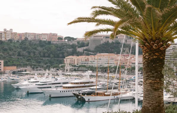 Картинка пальма, здания, дома, яхты, Monte Carlo, Монте Карло