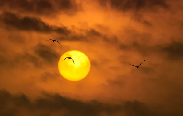 Картинка солнце, птицы, тучи, силуэт