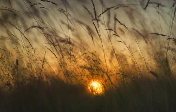 Картинка трава, солнце, рассвет
