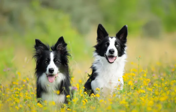 Картинка собаки, цветы, луг, пара, две собаки, Бордер-колли