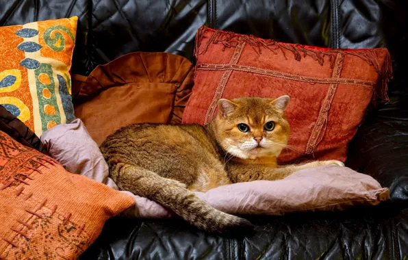 Картинка кот, подушки, красавец