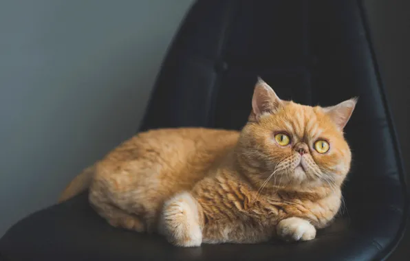 Картинка кошка, кот, темный фон, кресло, рыжий, перс, лежит, мордаха, котэ, персидский, экстремал, пучеглазик