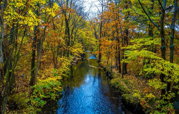 Картинка осень, лес, листья, деревья, ручей