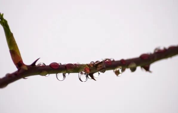 Картинка dew, branch, dewdrops, rose thorns, rose bush