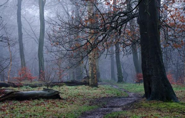 Картинка осень, лес, деревья, туман, дымка, тропинка