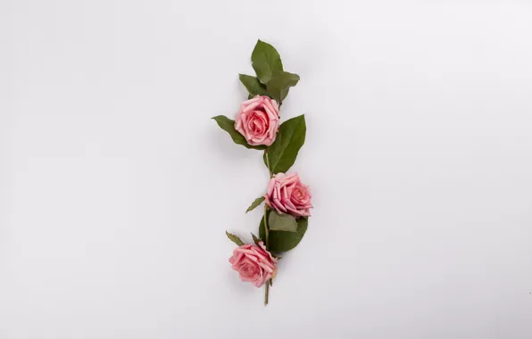Картинка цветы, розы, букет, розовые, pink, flowers, композиция, roses