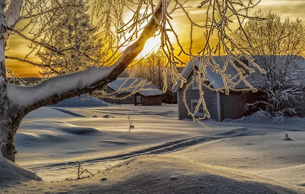 Картинка зима, солнце, снег, деревья, ветки, природа, дома