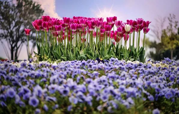 Картинка солнце, весна, тюльпаны
