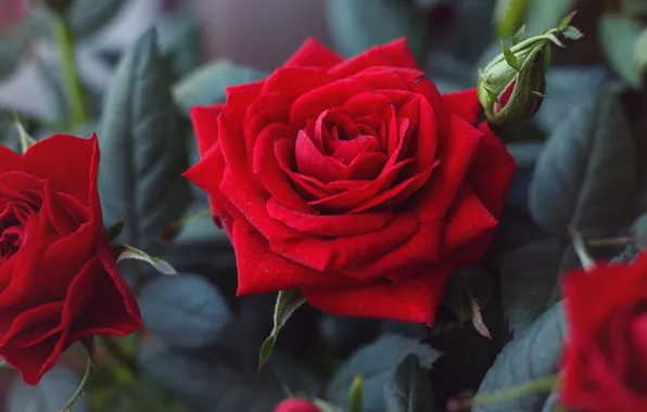 Картинка цветок, Роза, красная, Цветение