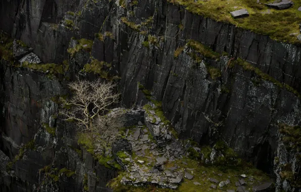 Картинка дерево, скалы, ущелье, Уэльс